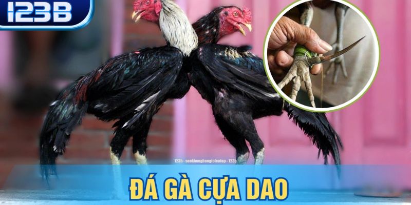 Bí quyết hữu hiệu giúp chinh phục đá gà cựa dao